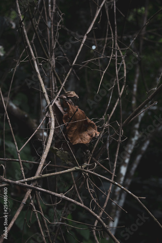 Twigs © Pedro