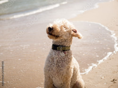 dog on the beach © Sebastian
