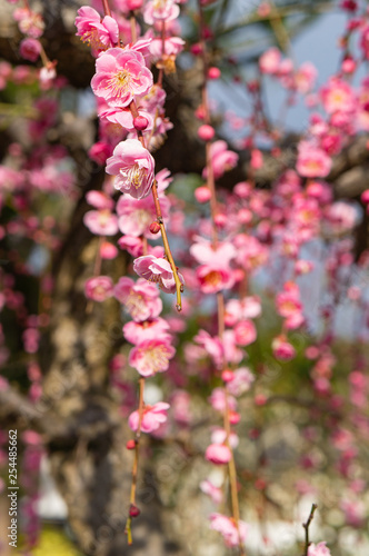 太宰府天満宮の梅の花 © KEIKOLovesNature
