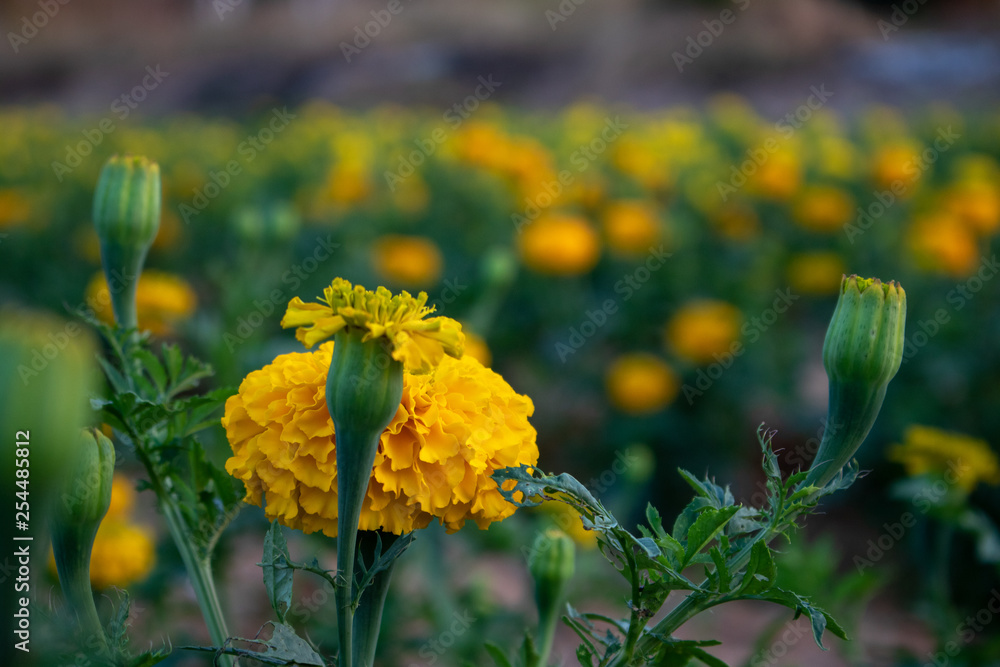 Obraz premium Beautiful natural scenery