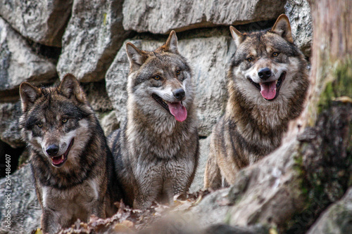 Fototapeta pies opakowanie trzy trio wilk