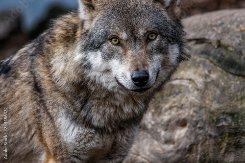 Wolf Augenkontakt