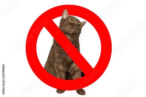 Prohibition sign on the background of the cat. Cats, as the cause of allergies
