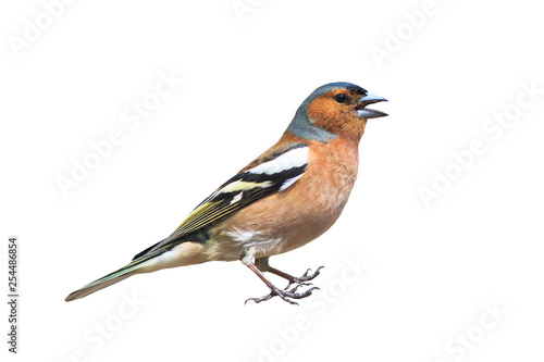 portrait of a male little songbird Finch stands and sings on a white isolated background