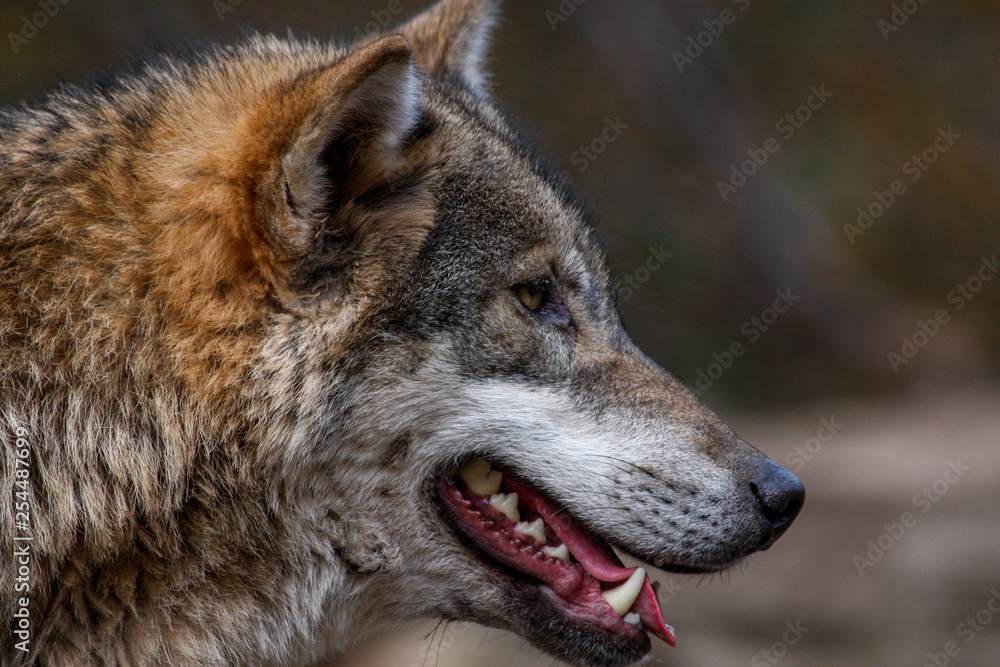Fototapeta premium Wolf im Profil
