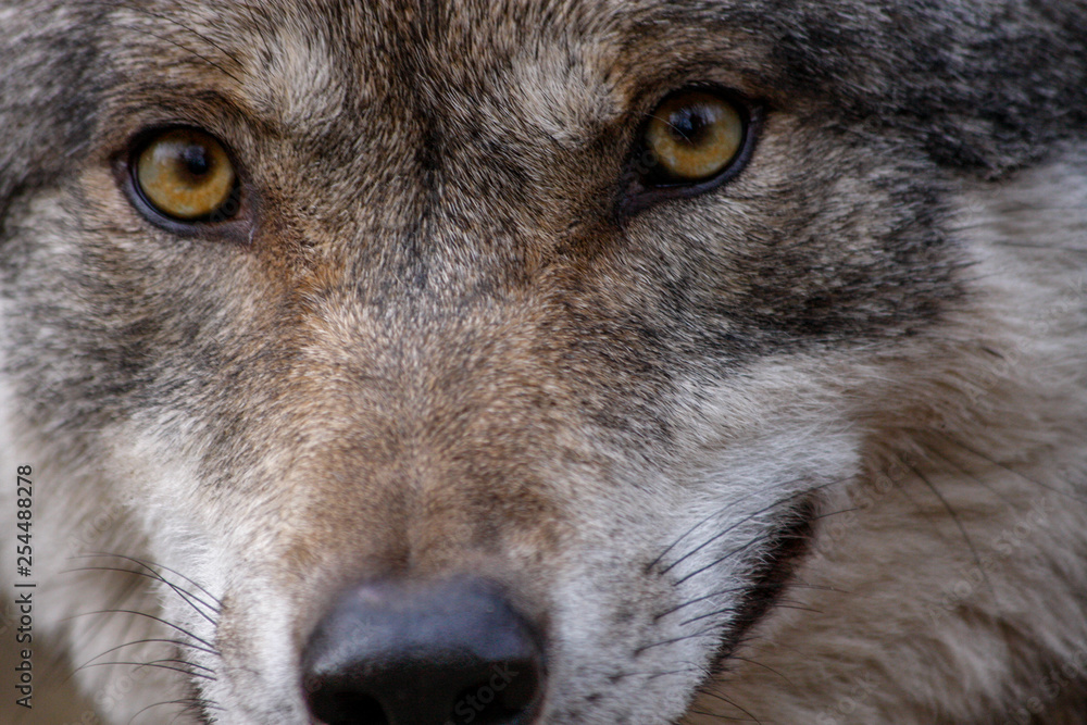 Wolf - Nahaufnahme Augen
