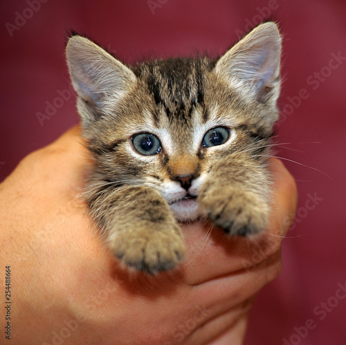 curious striped kitten in the hands of a portrait on a bardo background