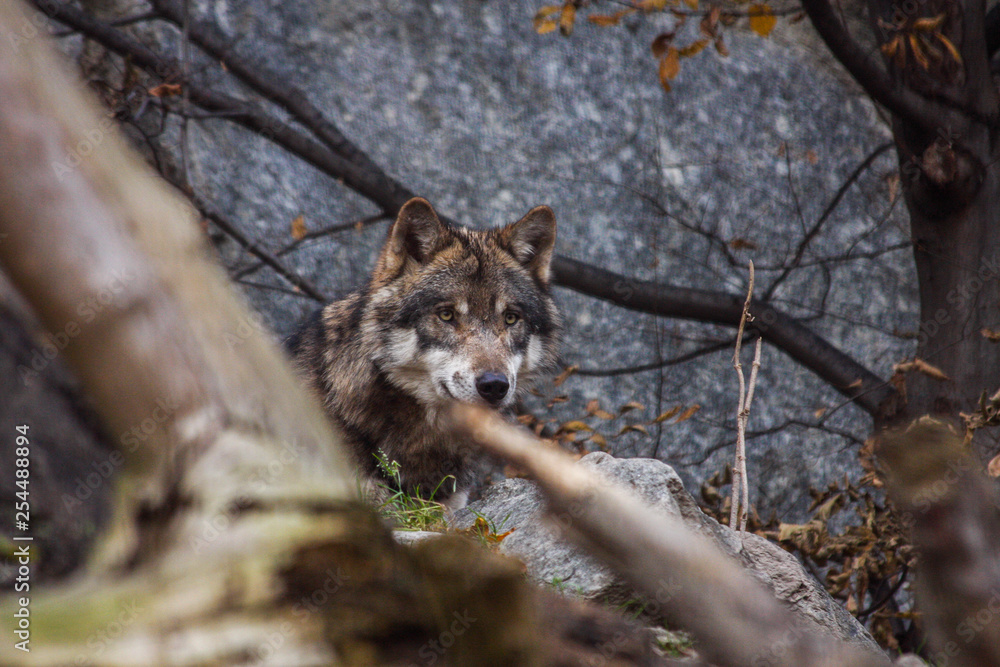 Naklejka premium Wolf