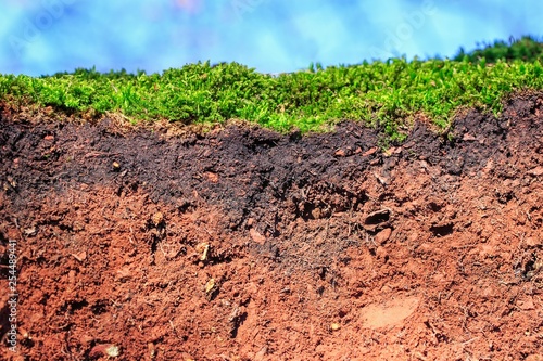 Topsoil of an Arenosol with moss ,closeup of a soil photo