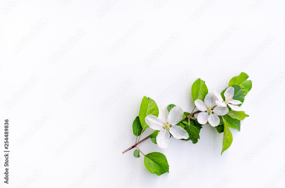 Obraz premium Branch of blossoming apple tree on a white background