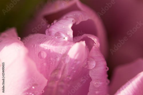 Beautiful bouquet of many small violet tulips Tulipa for celebration with water droplets. Macro. photo