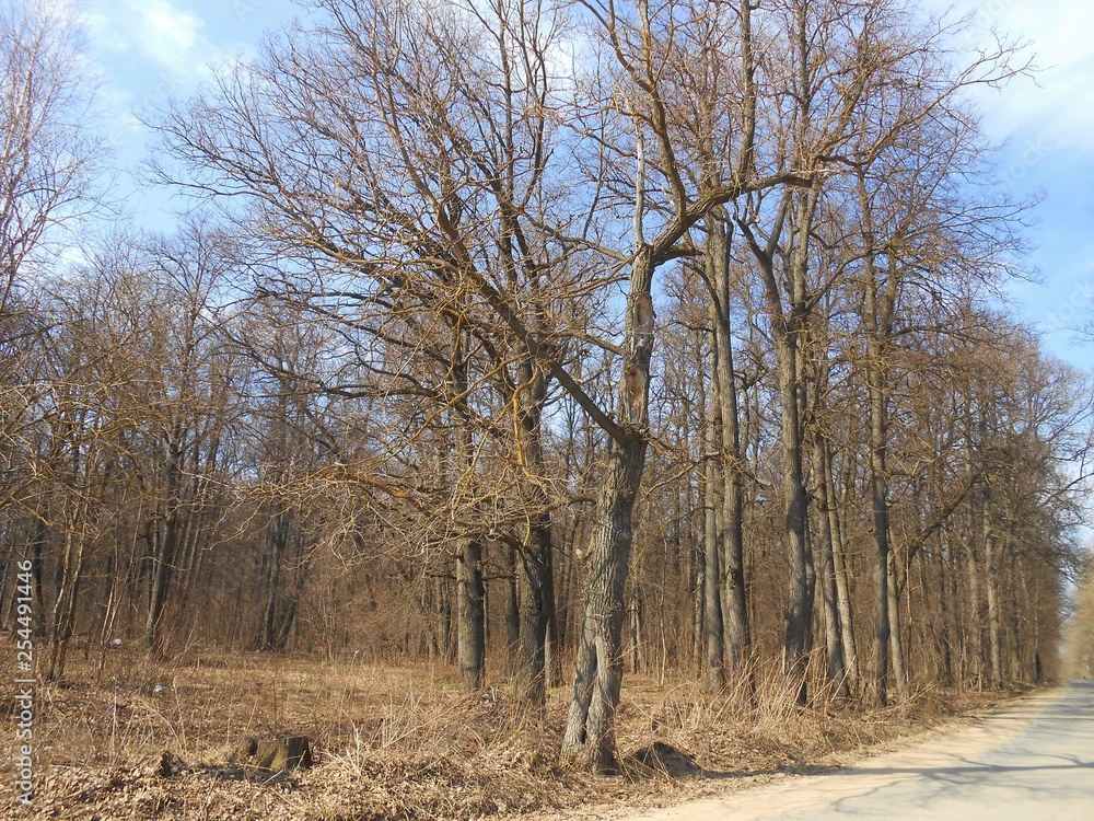 Oaks in the marge of forest in the spring. Oaks in the marge of forest in the spring.