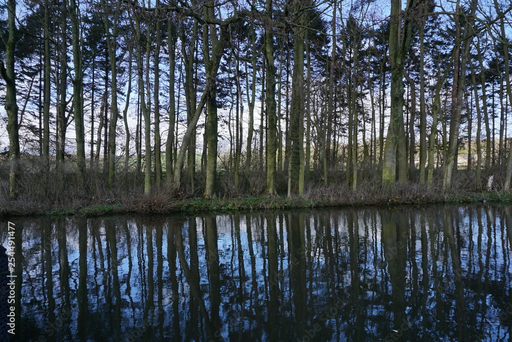 Obraz premium Trees Reflected