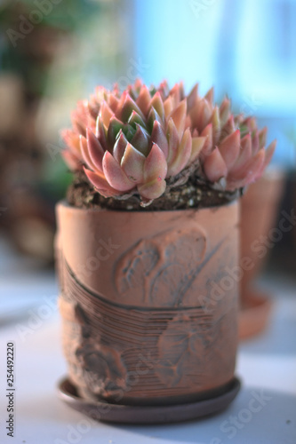 Beautiful pink and orange s...