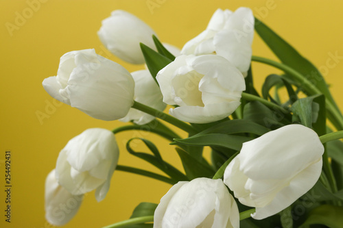 Spring bouquet of fresh white tulips on a yellow background
