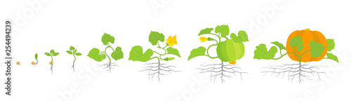 Growth stages of pumpkin plant. Vector illustration. Cucurbita cucurbitaceae. Pumpkin life cycle. On white background.