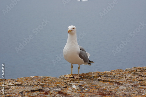 goeland corse