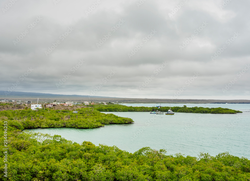 View over Mangrove Forest towards Puerto Ayora, Santa Cruz or Indefatigable Island, Galapagos, Ecuador