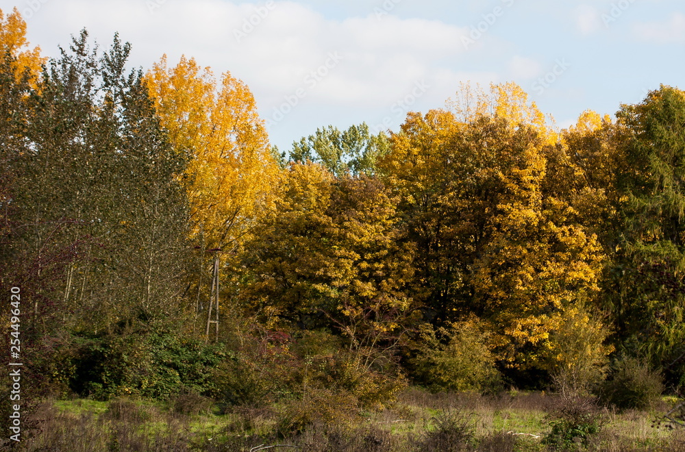 Fototapeta premium Herbst