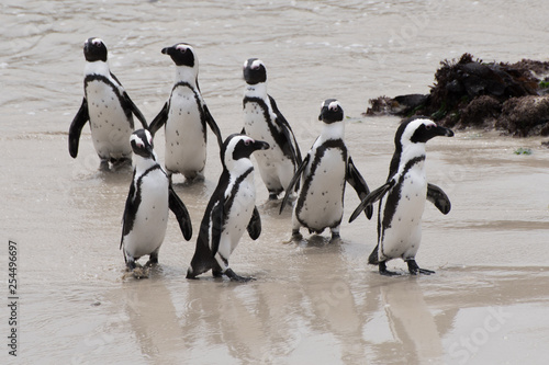 African penguins at Betty's Bay, South Africa