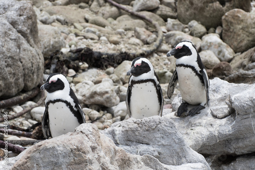 African penguins at Betty's Bay, South Africa