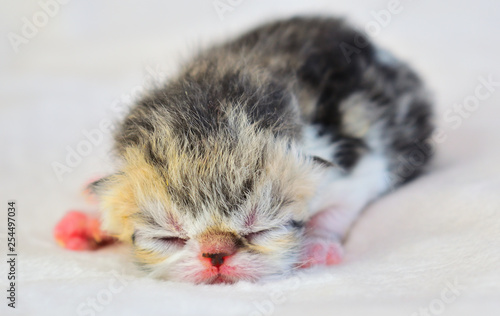 cute persian baby cat kitten sleeping photo