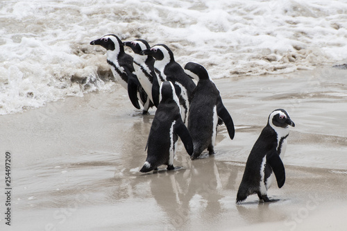 African penguins at Betty's Bay, South Africa