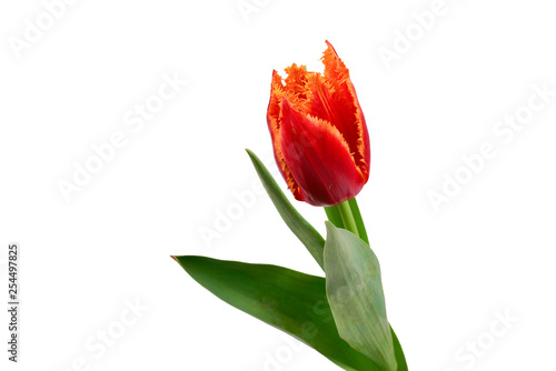 Tulip in a pot isolated on white background.