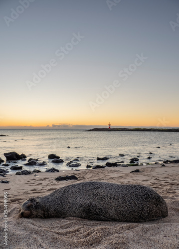 Sea Lion (Zalophus wollebaeki) at sunset, Punta Carola Beach, San Cristobal or Chatham Island, Galapagos, Ecuador photo