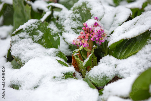 Bergenia flowers under the snow. Natural disasters.