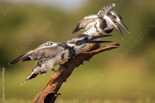 Two Pied Kingfishers perched on a branch
