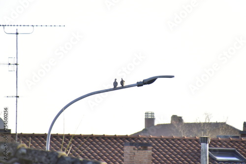 two pigeons on a lamppost