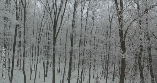 Wallpaper Mural beautiful winter forest aerial view of winter season Torontodigital.ca