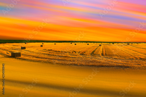 The Golden Field  photo