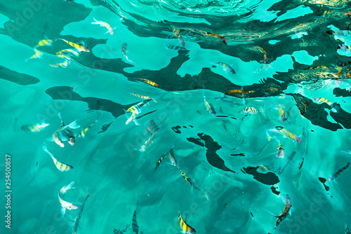 A flock of fish in sea water. Many colorful fish on the background of the sea, front focus, top view . pattern