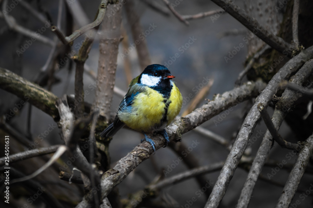 Fototapeta premium small titmouse songbird sitting on the tree branch keeping food in its beak