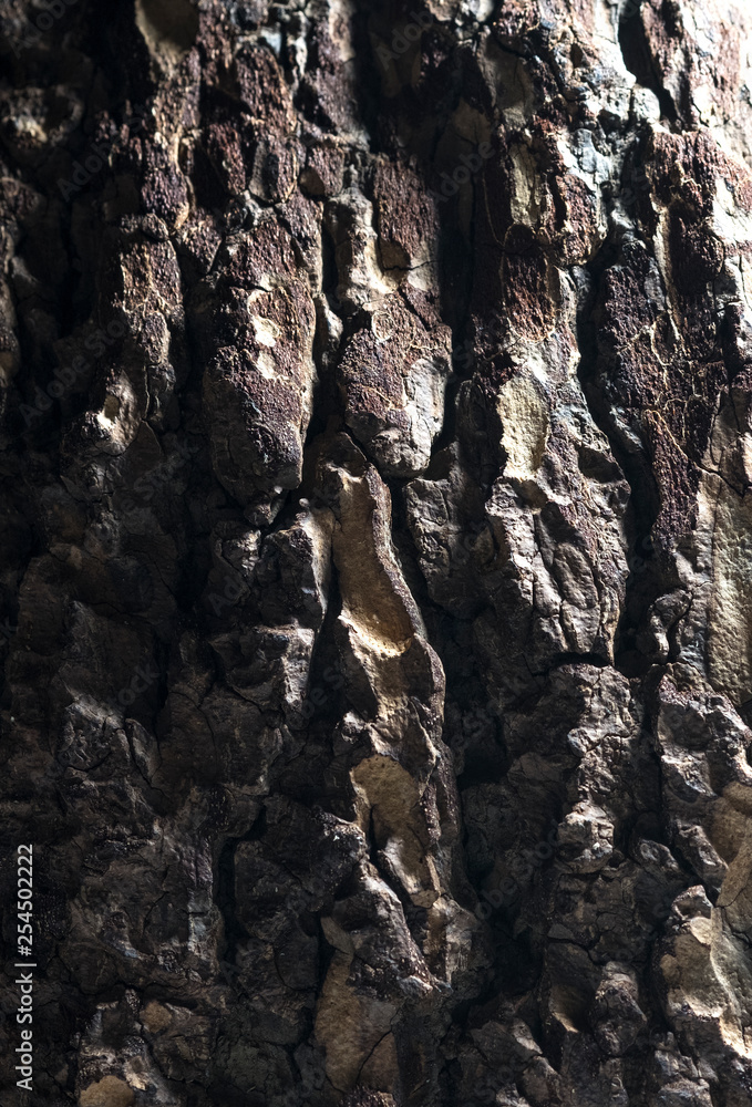 Thick tree bark macro image Thick tree bark macro image