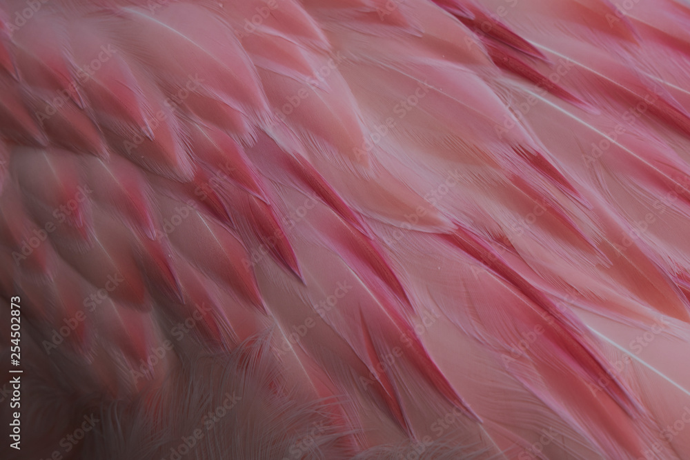 Fototapeta premium Details of the pink and white delicate plumage of the back of an Andean Flamingo (Phoenicoparrus andinus)