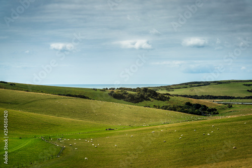 Sheep grazing in Seven Sisters Country Park, East Sussex, England, UK