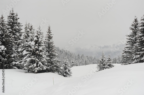 Winter scenery with snow and trees  © raeva