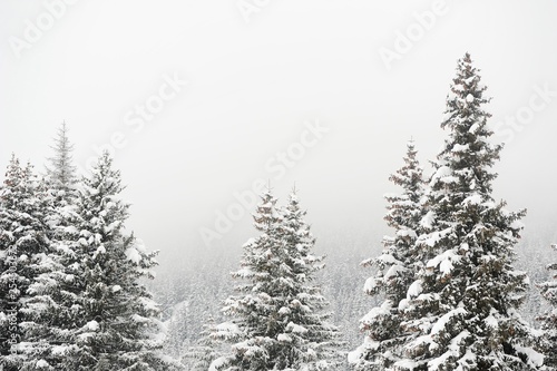 Winter scenery with snow and trees  © raeva