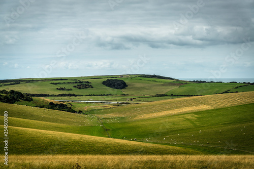 Sheep grazing in Seven Sisters Country Park, East Sussex, England, UK
