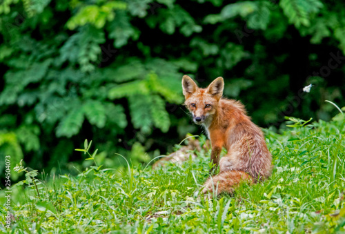 Little wild Red Fox Pup playing with his family in green grass.