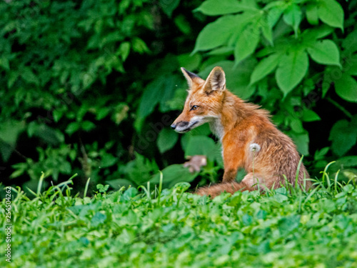 Little wild Red Fox Pup playing with his family in green grass.