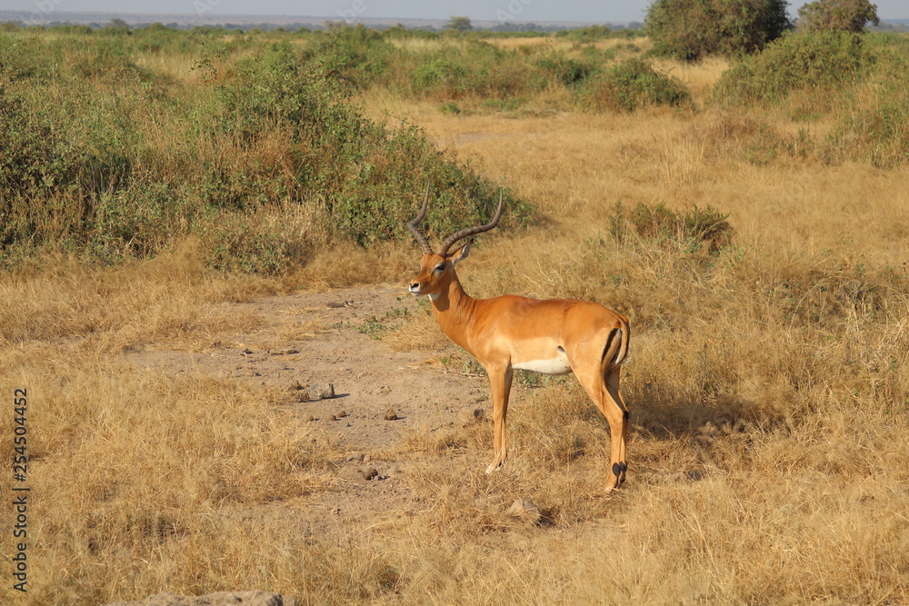 Fototapeta premium Impala in the savannah of Amboseli