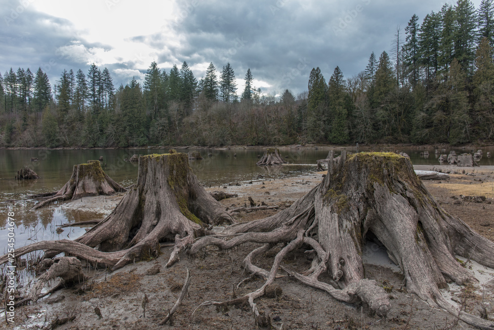 Tree stumps in felled forest, washington state Tree stumps in felled forest, washington state
