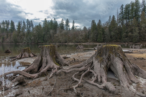Tree stumps in felled forest, washington state