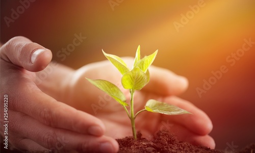 Green Growing Plant and Human Hands