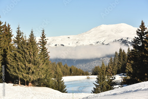 Winter landscape with clouds and pine trees  © raeva