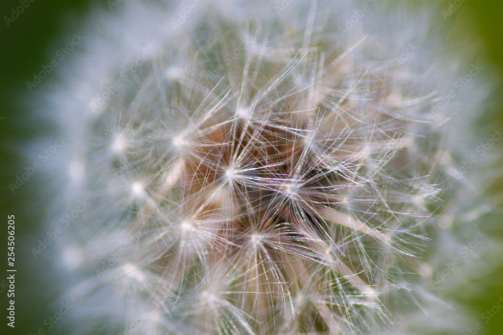 Obraz premium Mniszek lekarski